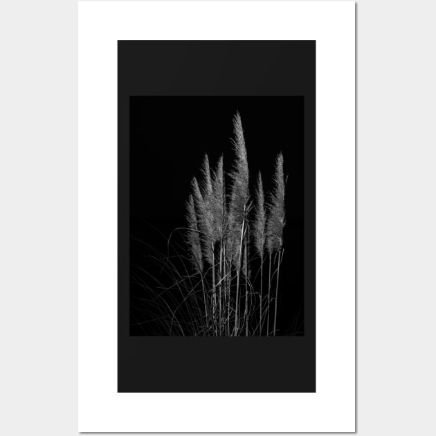 Vertical pampas grass on black background. Wall Art by brians101